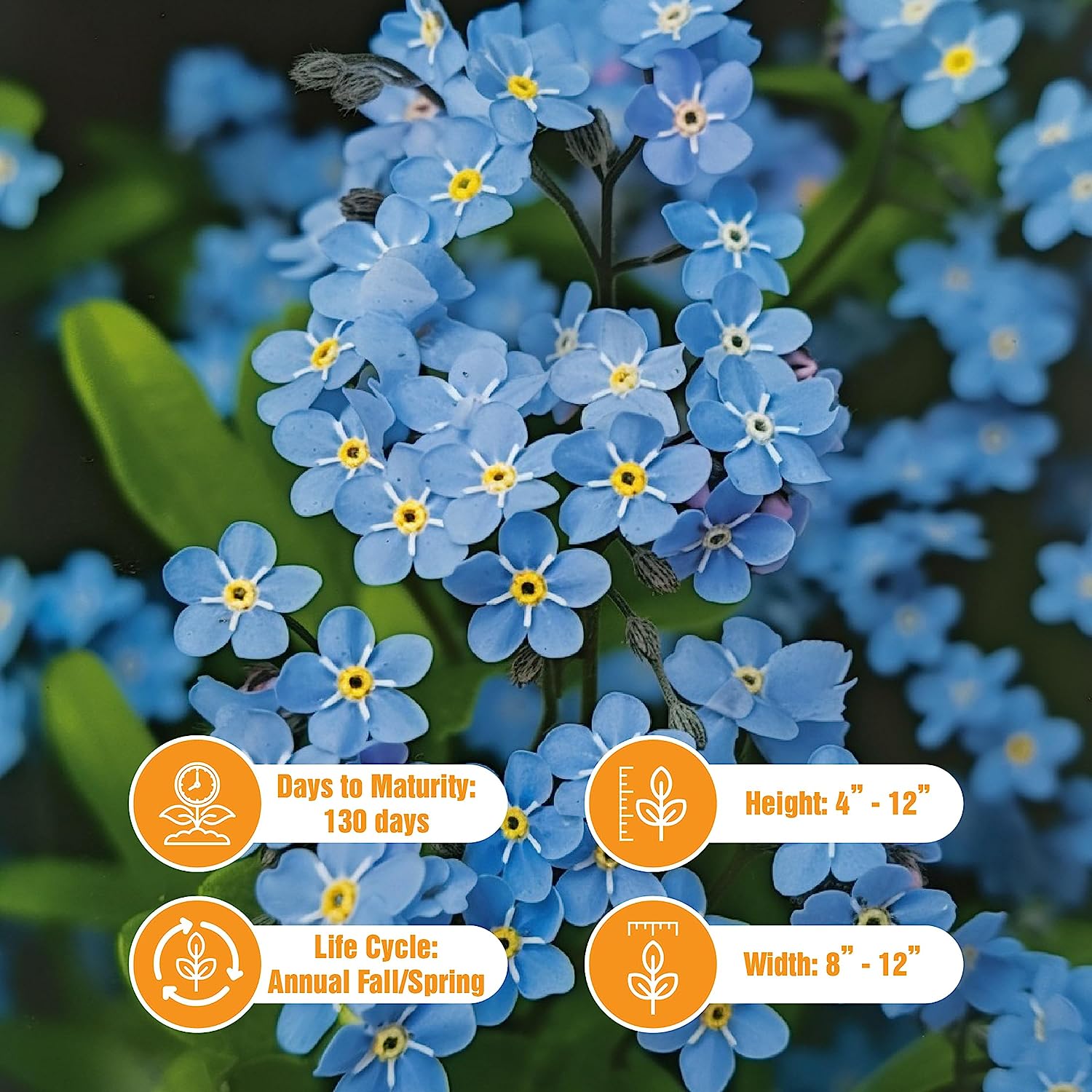 5000 Forget Me Not Seeds – Non GMO Heirloom Flower Seeds to Plant – Garden  Plant – Flower Seeds to Plant Outside – Garden Flowers Seeds Gifts – Seeds  for Planting Outdoors – PearVortex